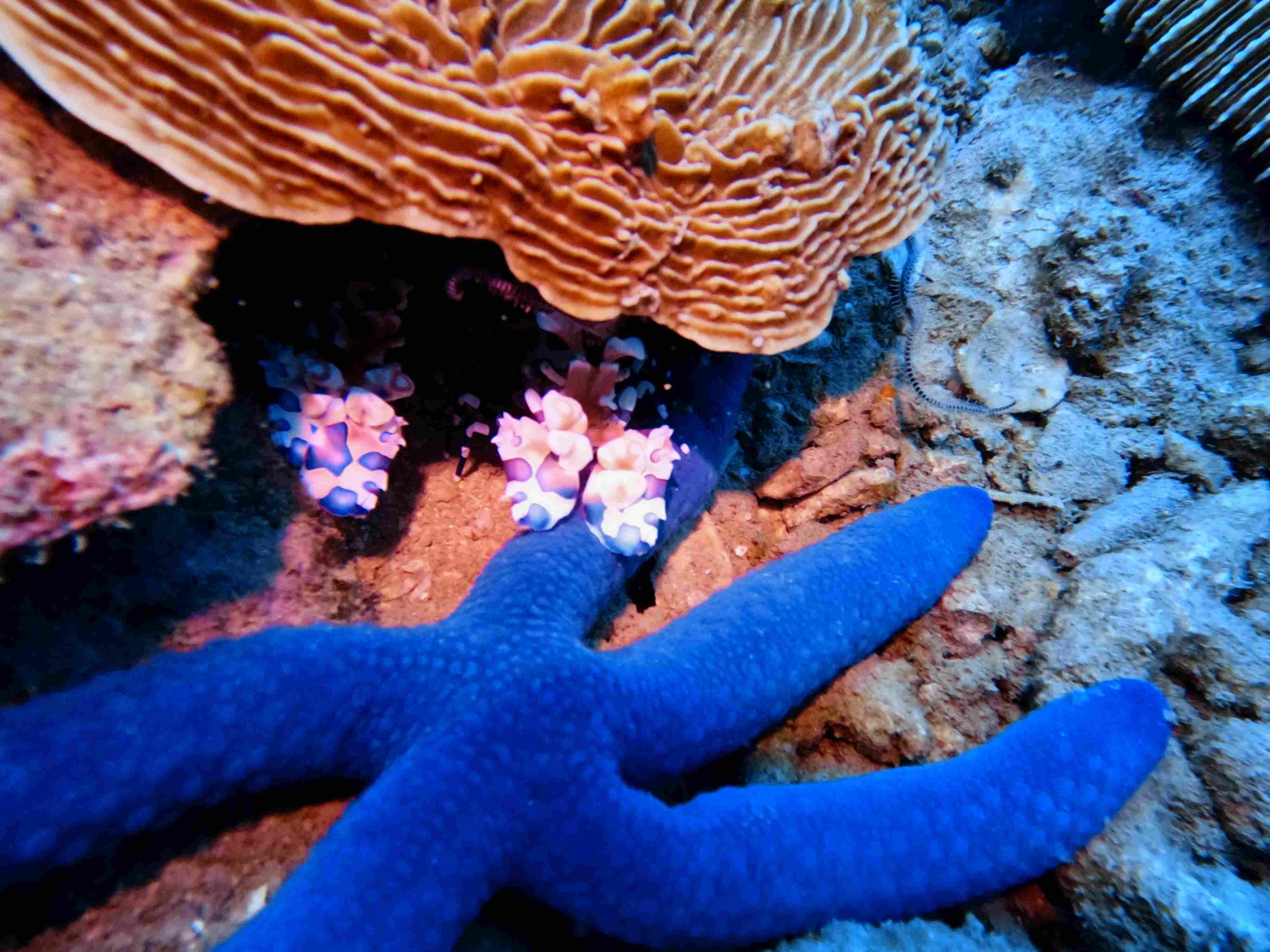 Fun Diving North