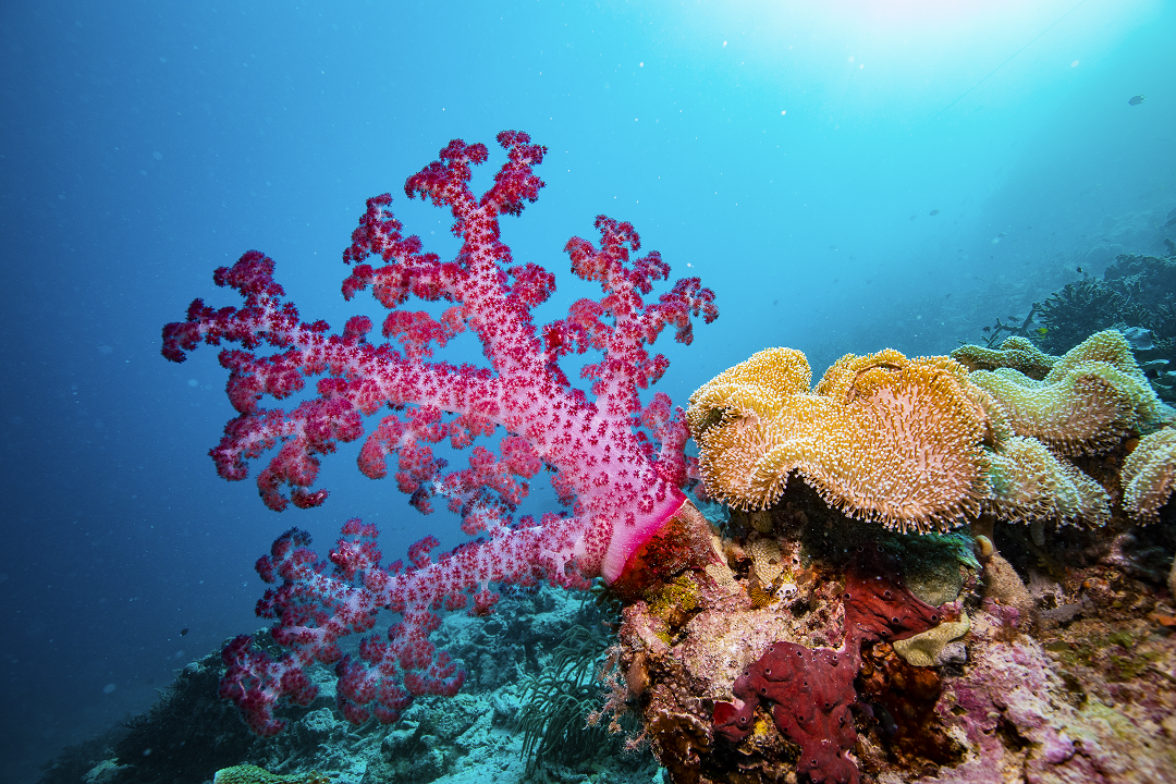  Phu Quoc Island Ecodive Vietnam    Join our daily trip to beautiful spots  