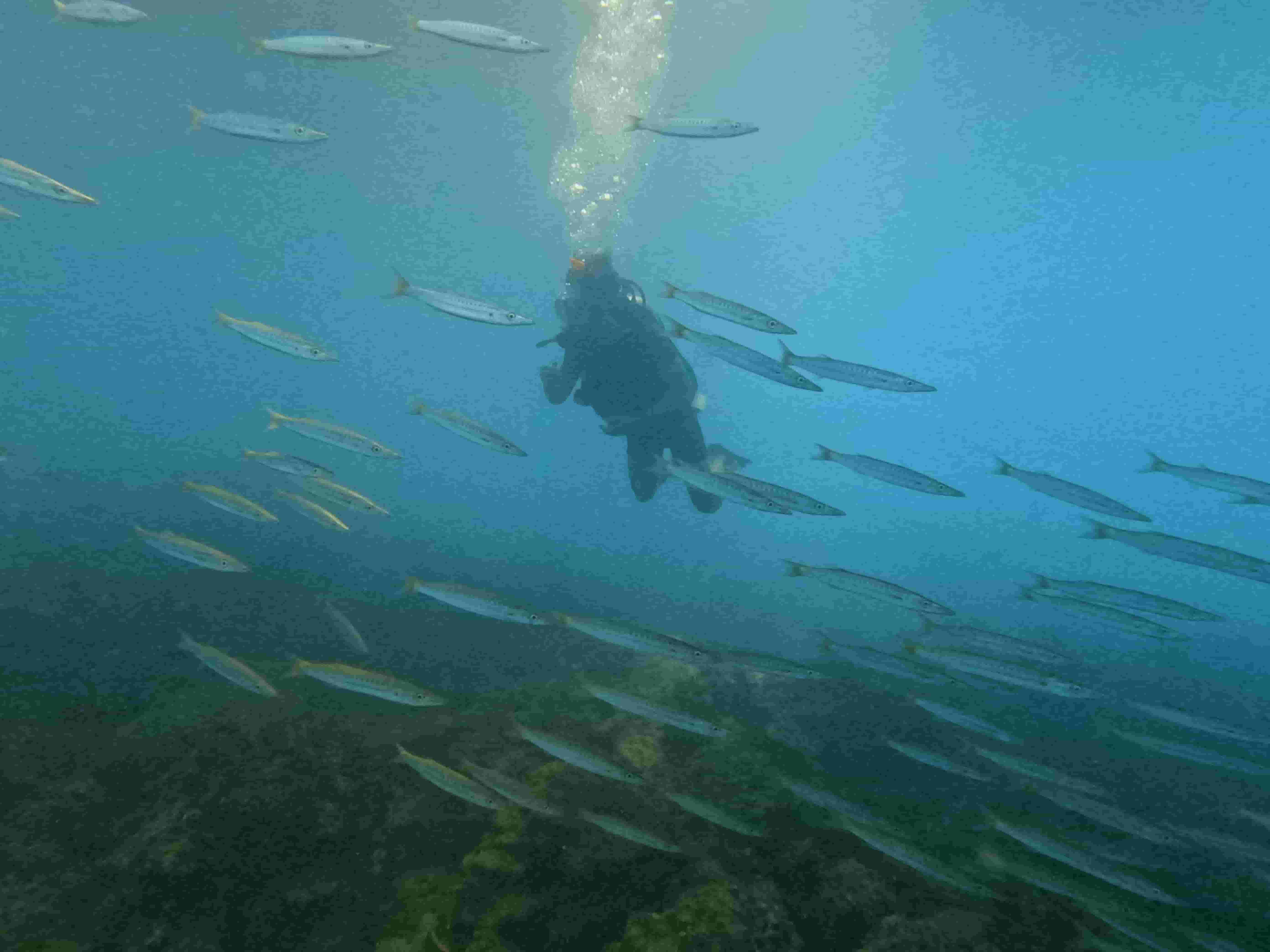 khoa-padi-rescue-diver-khoa-lan-cuu-ho