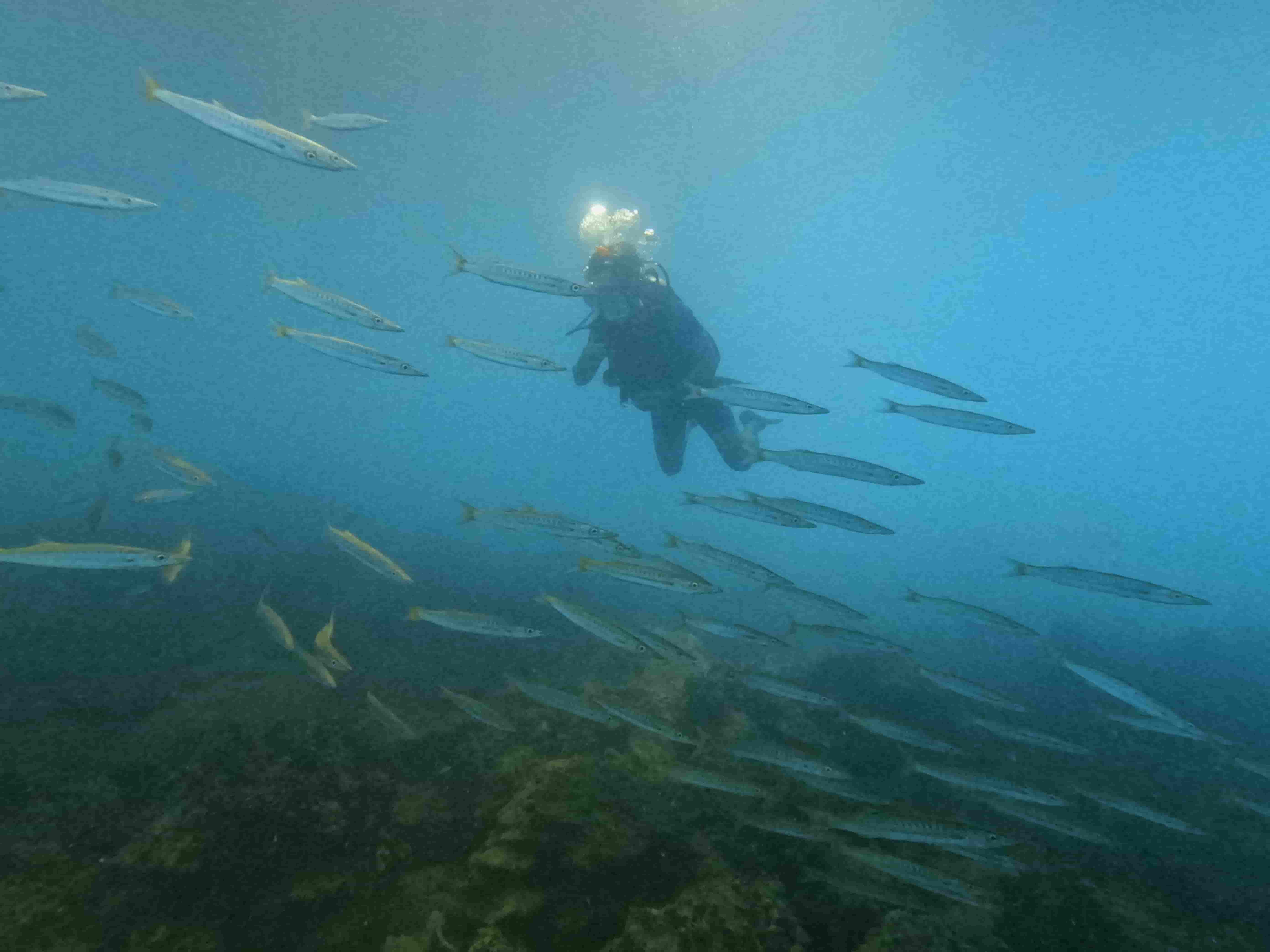 khoa-padi-rescue-diver-khoa-lan-cuu-ho
