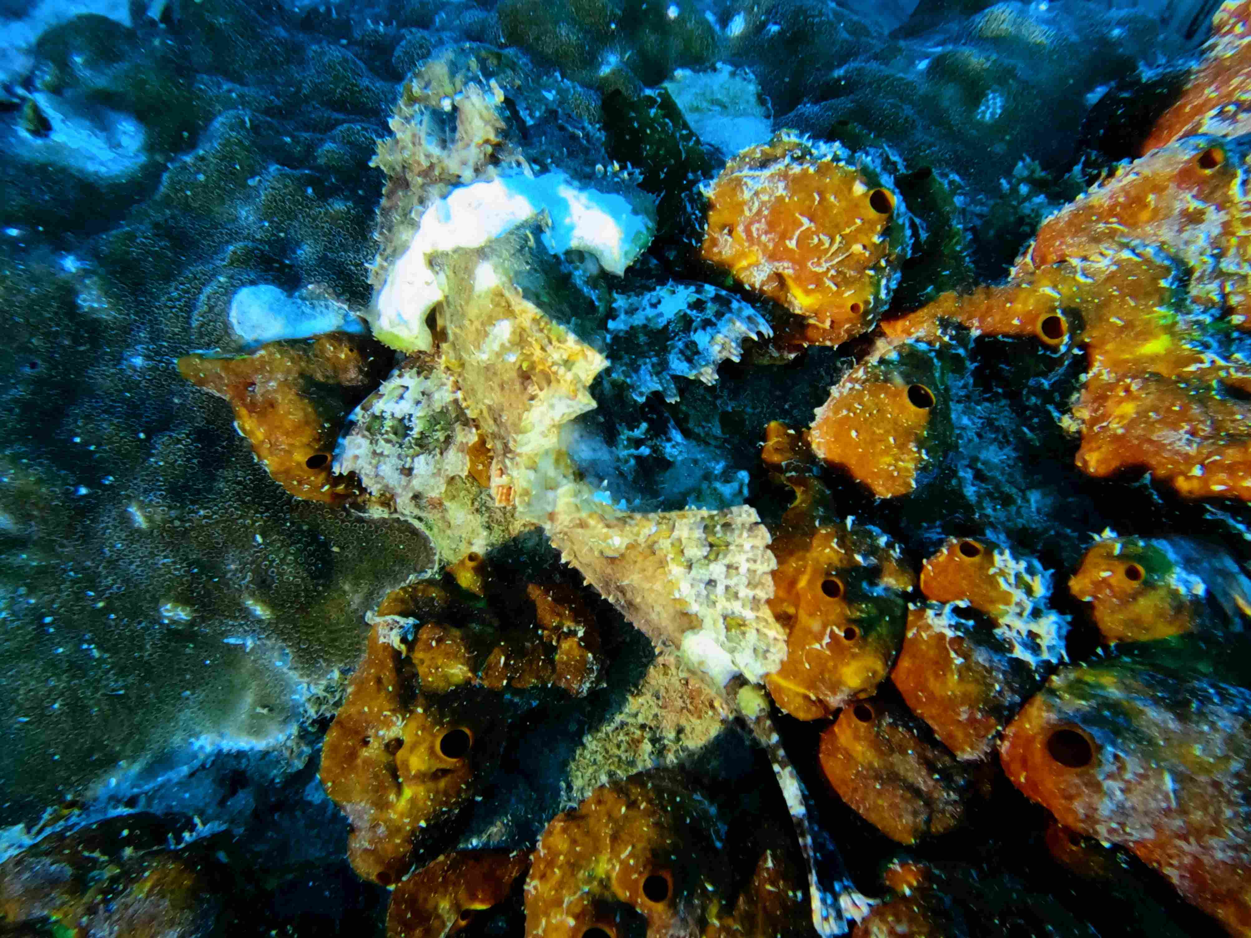 fun-diving-hon-bac
