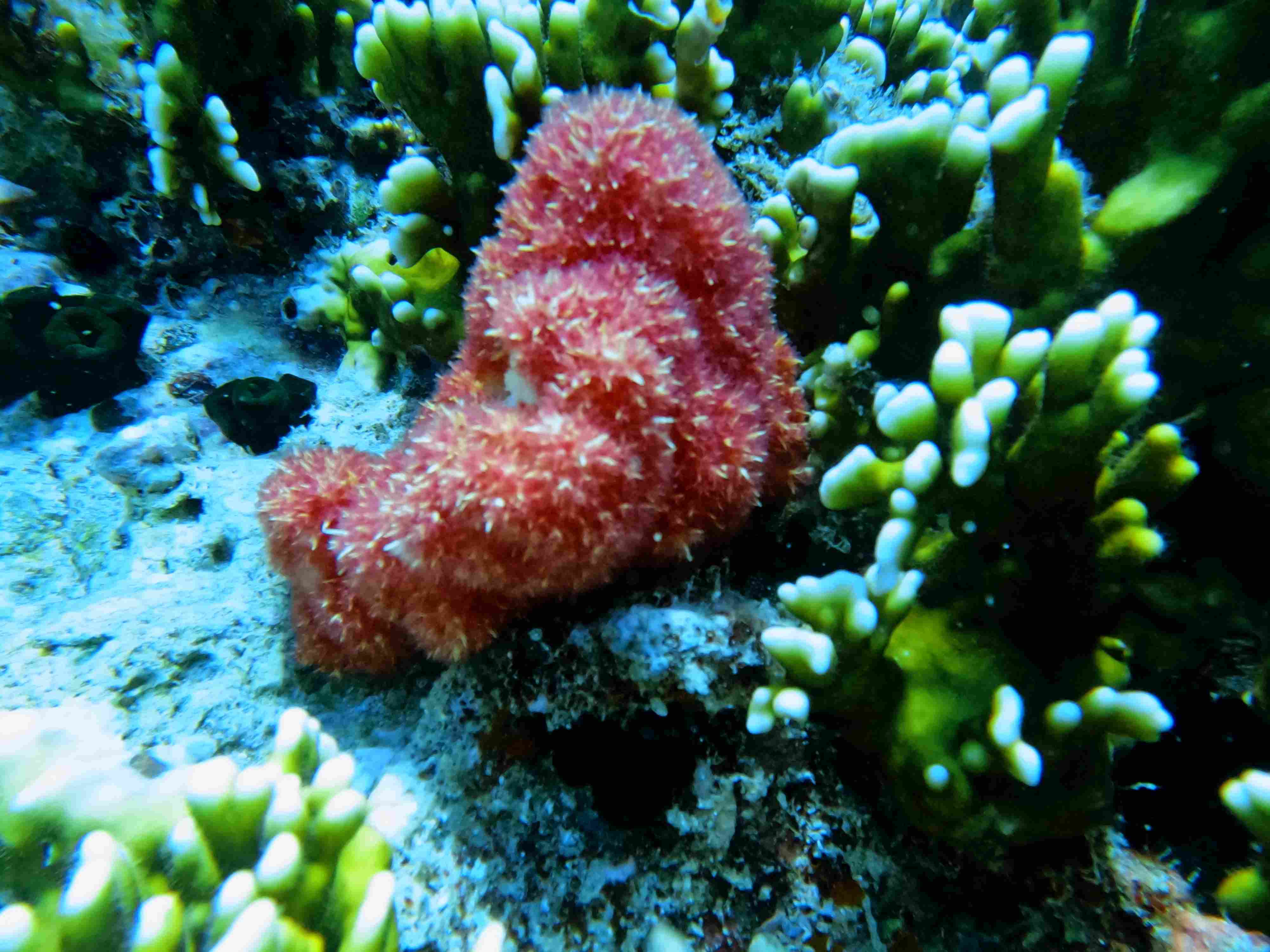 fun-diving-hon-bac