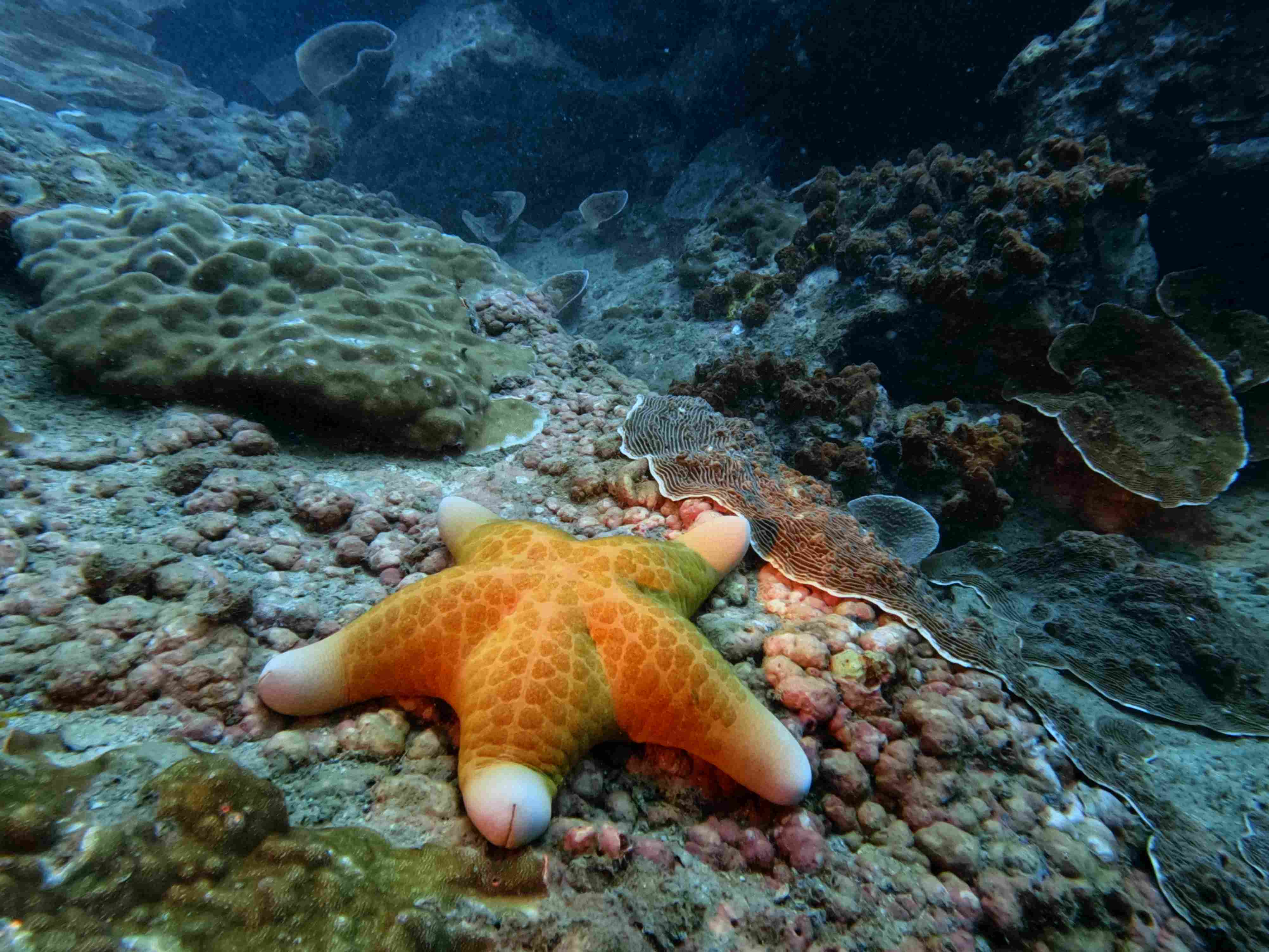 fun-diving-hon-bac