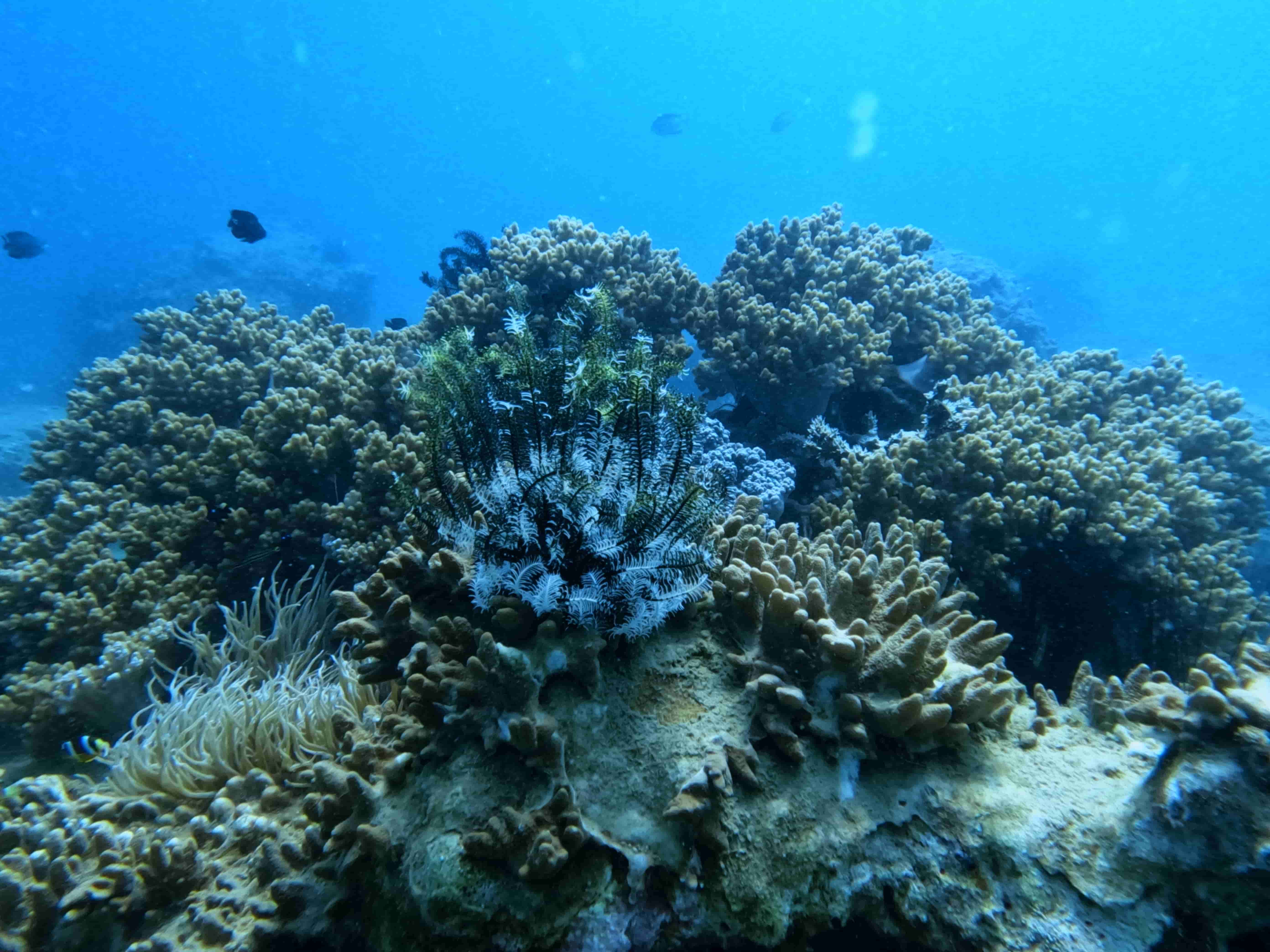 padi-deep-diver-lan-sau